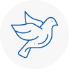 Bird Prevention Derby