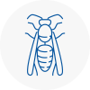 Derby Wasp Nest Removal